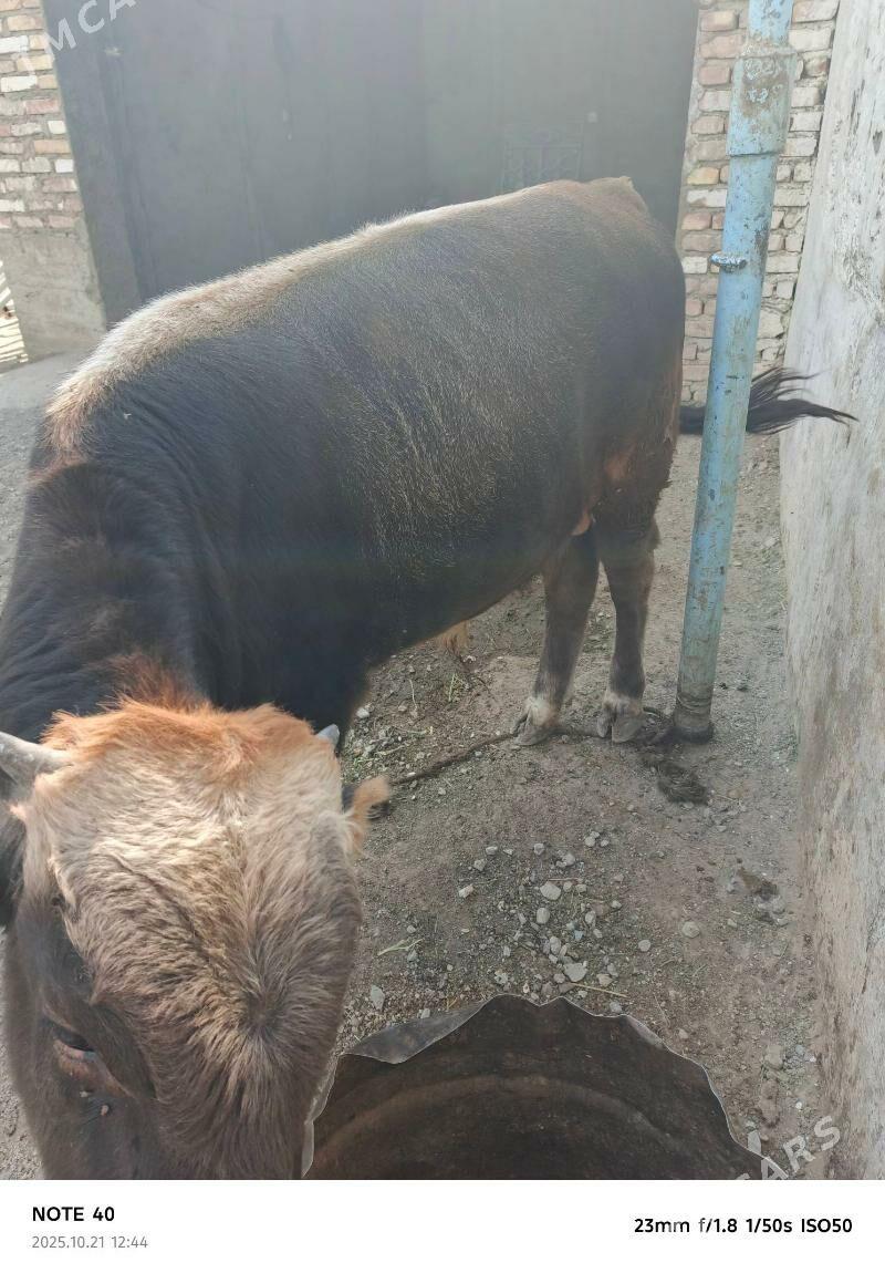 okuz - Берекет - img 1