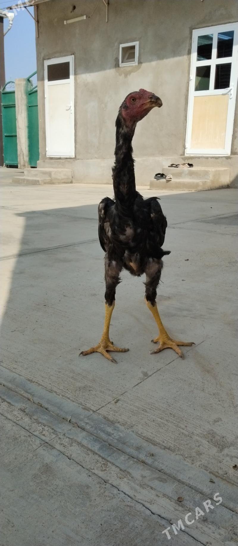 Taşkent - Aşgabat - img 4