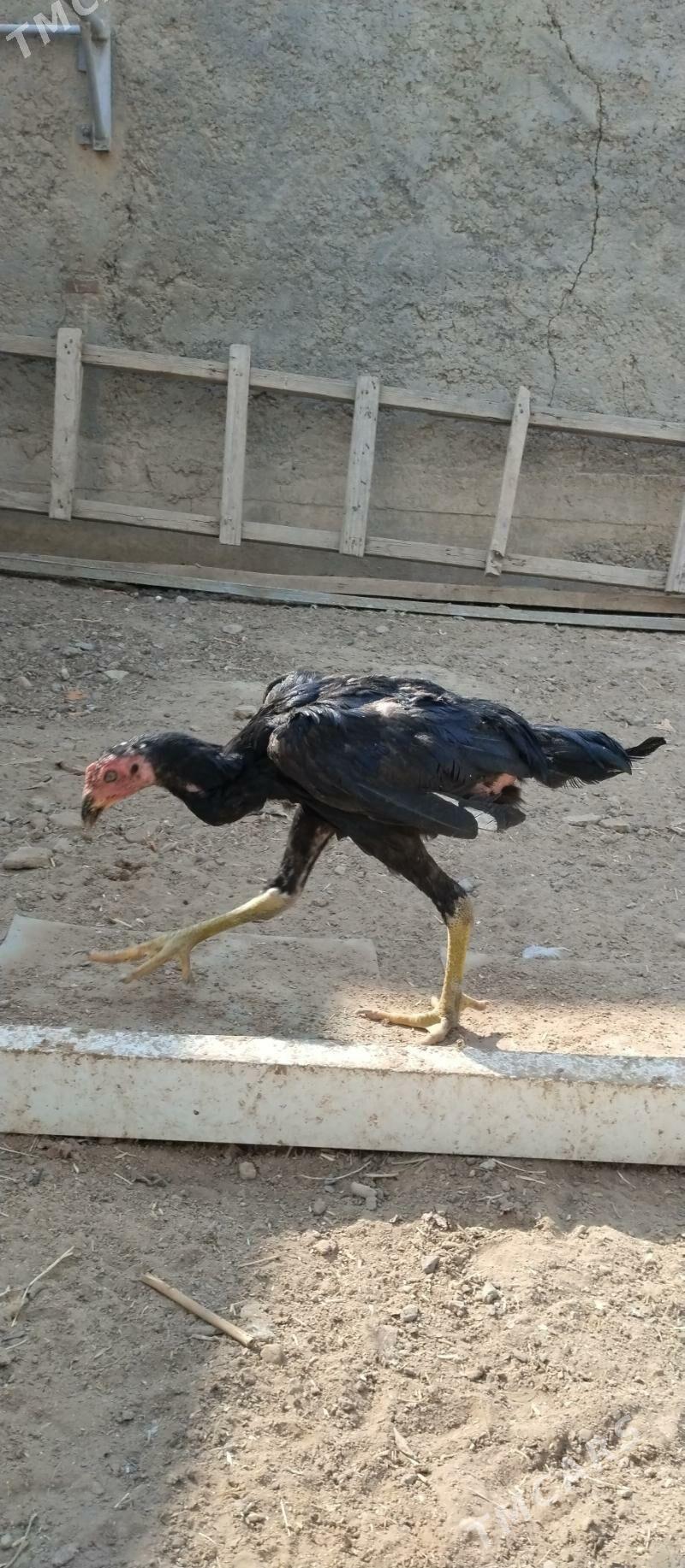 Taşkent - Aşgabat - img 3