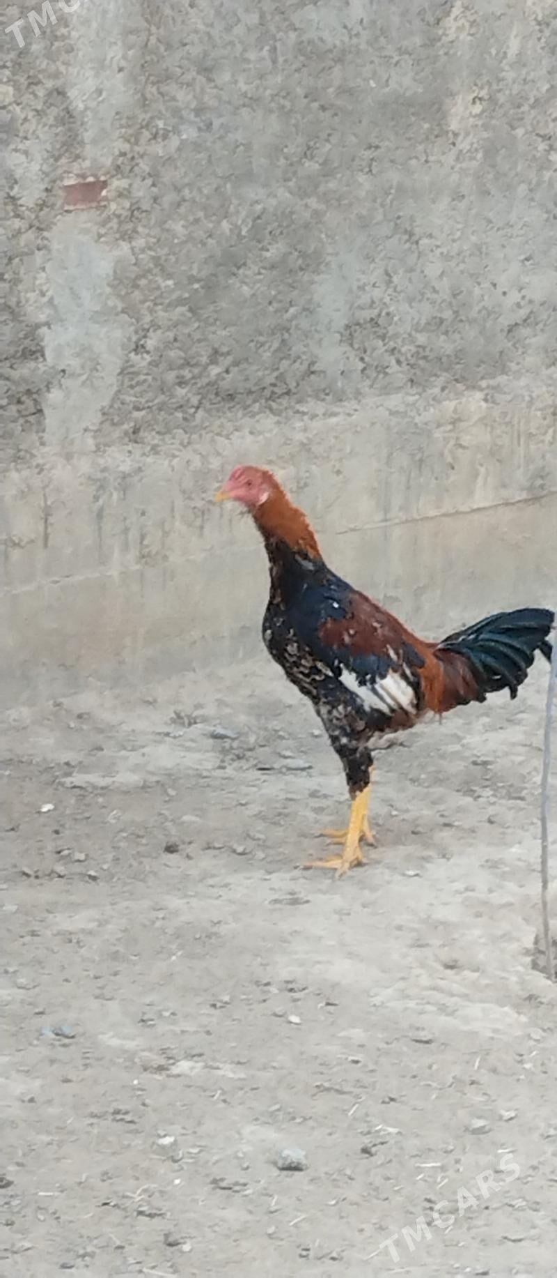 Taşkent - Aşgabat - img 5