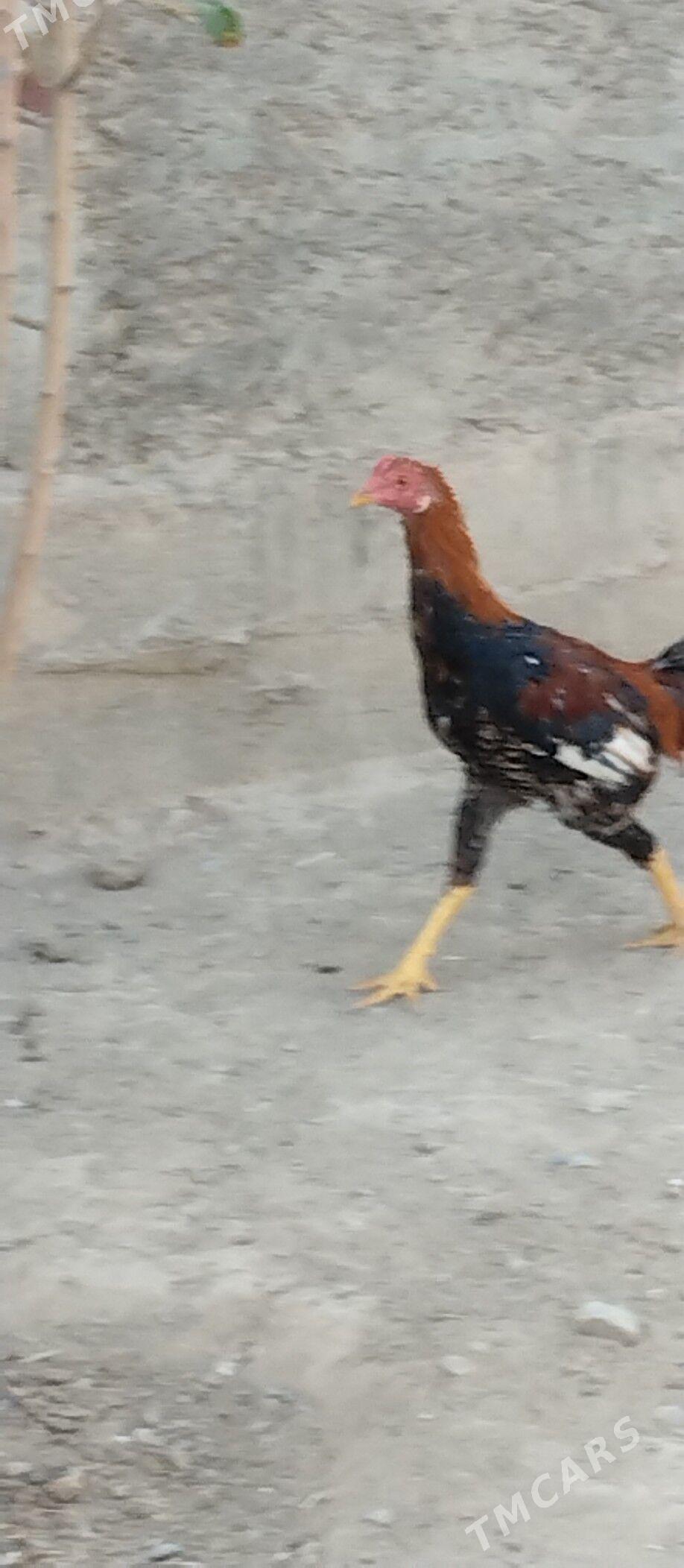 Taşkent - Aşgabat - img 6