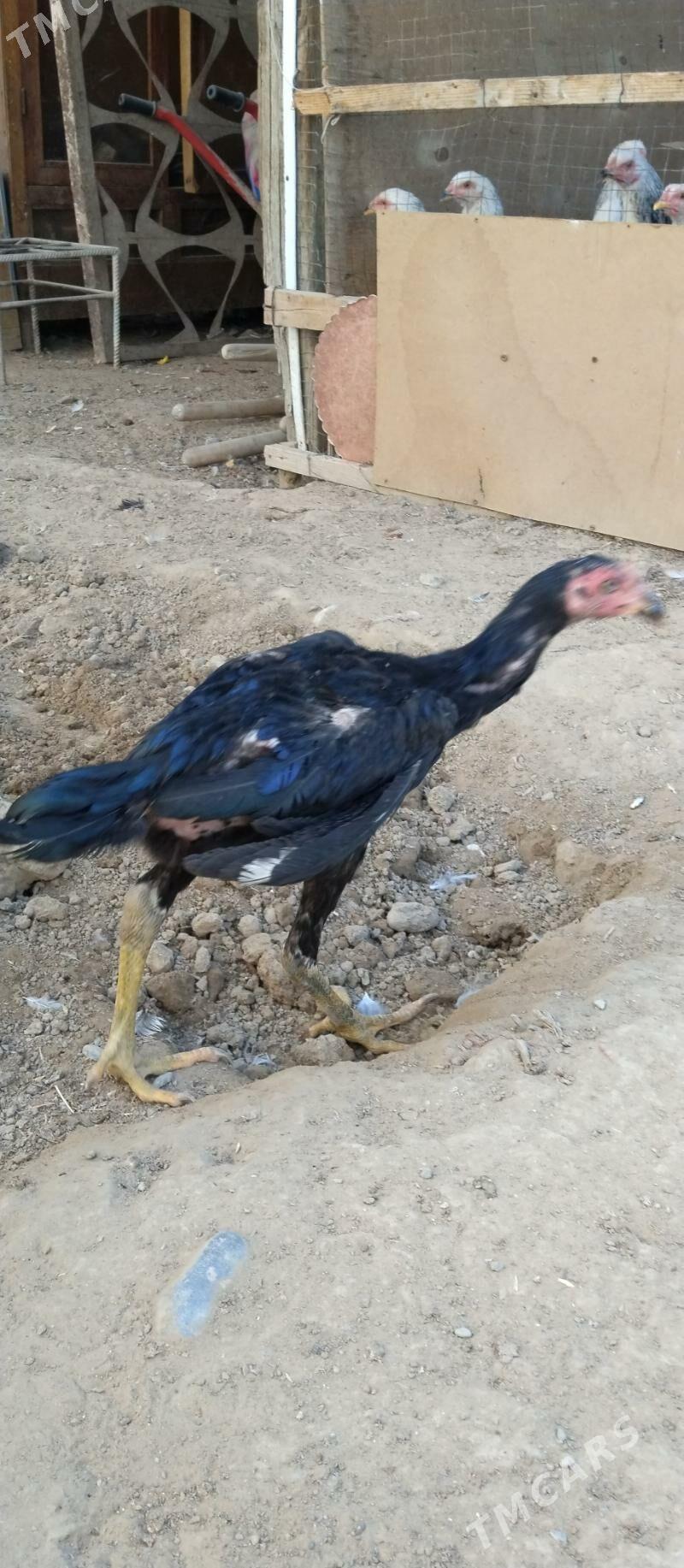 Taşkent - Aşgabat - img 2