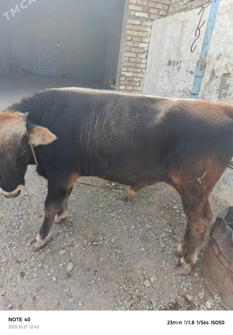 okuz - Берекет - img 6