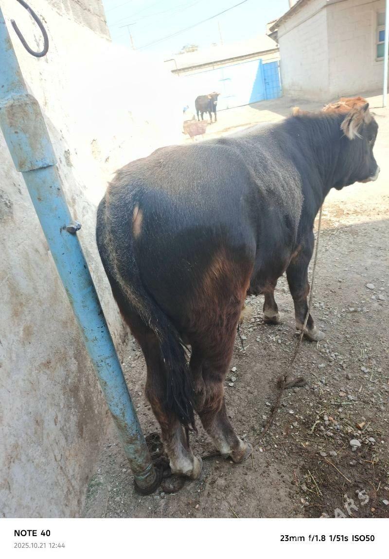 okuz - Берекет - img 5