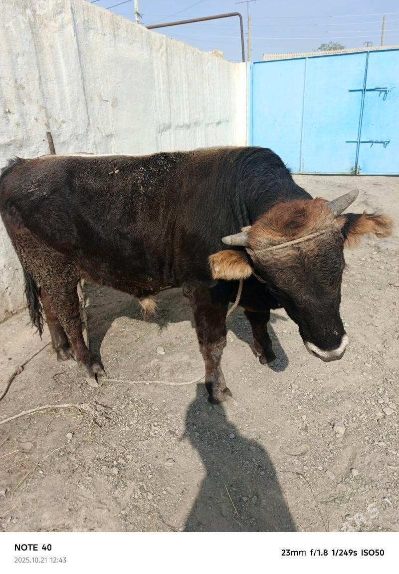 okuz - Берекет - img 2