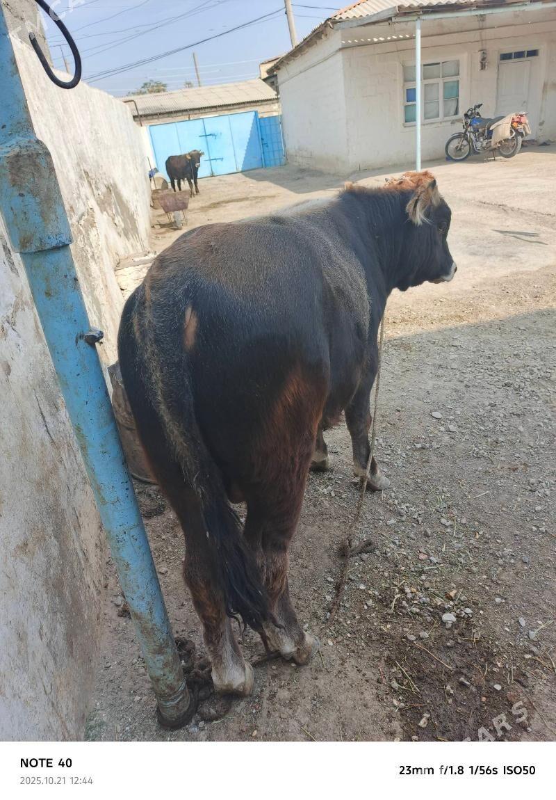 okuz - Берекет - img 7