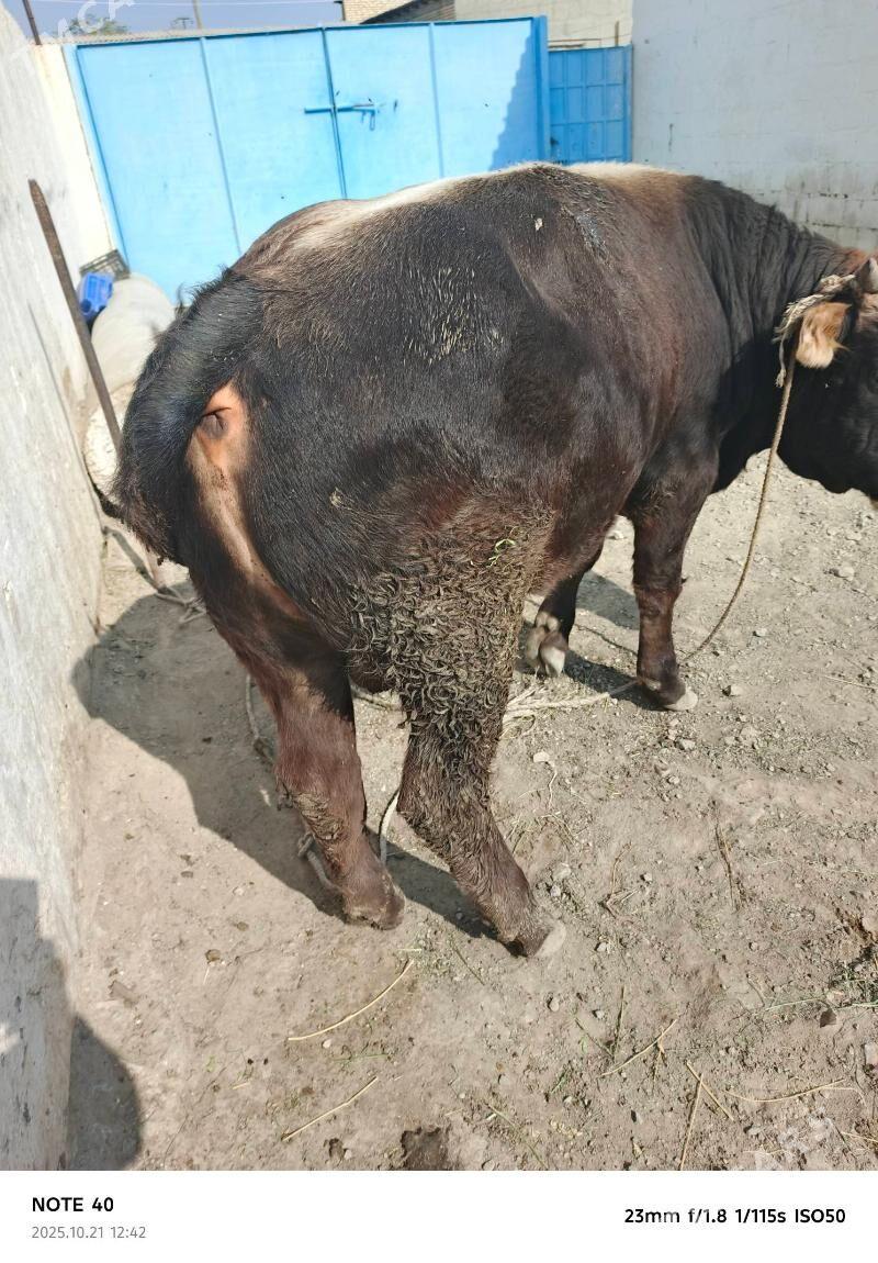 okuz - Берекет - img 4