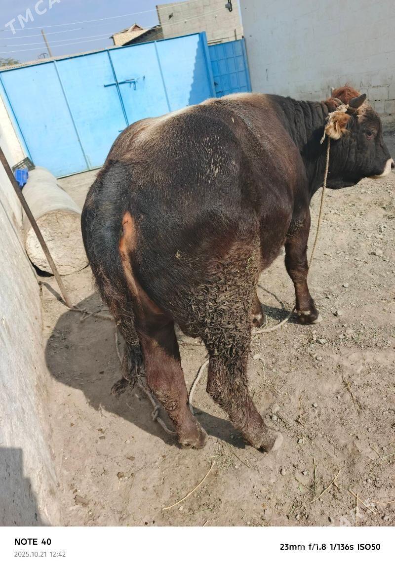 okuz - Берекет - img 3