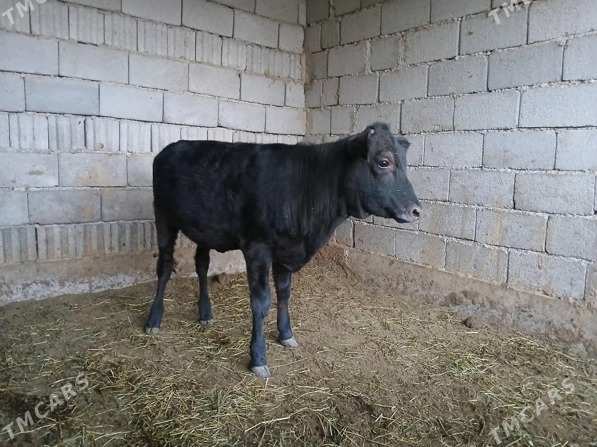 tuwe gibrit - Бузмеин - img 2