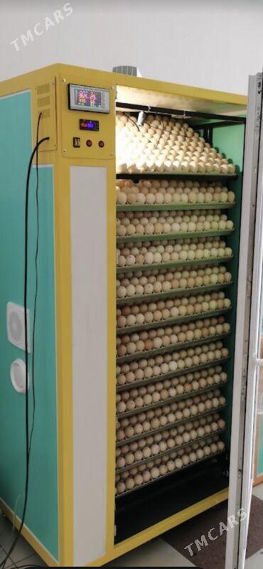 инкубатор - Дашогуз - img 5