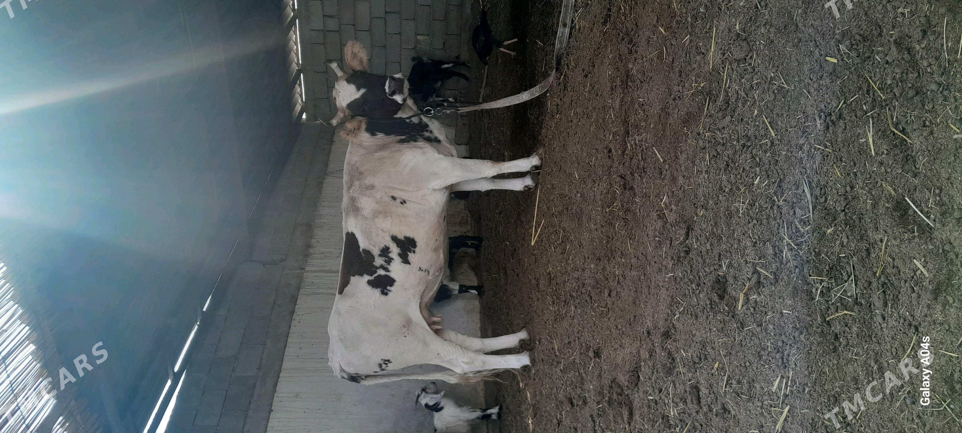 IKI GUZLAN BAKYLAN SYGYR - Gökdepe - img 1