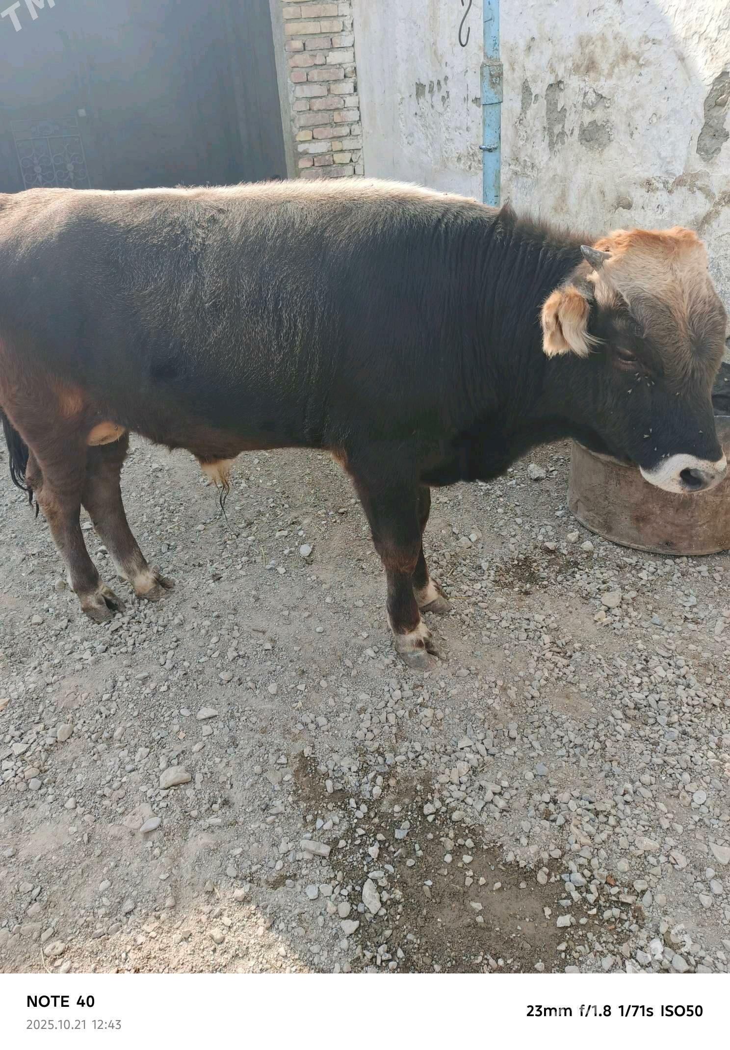 okuz - Берекет - img 8