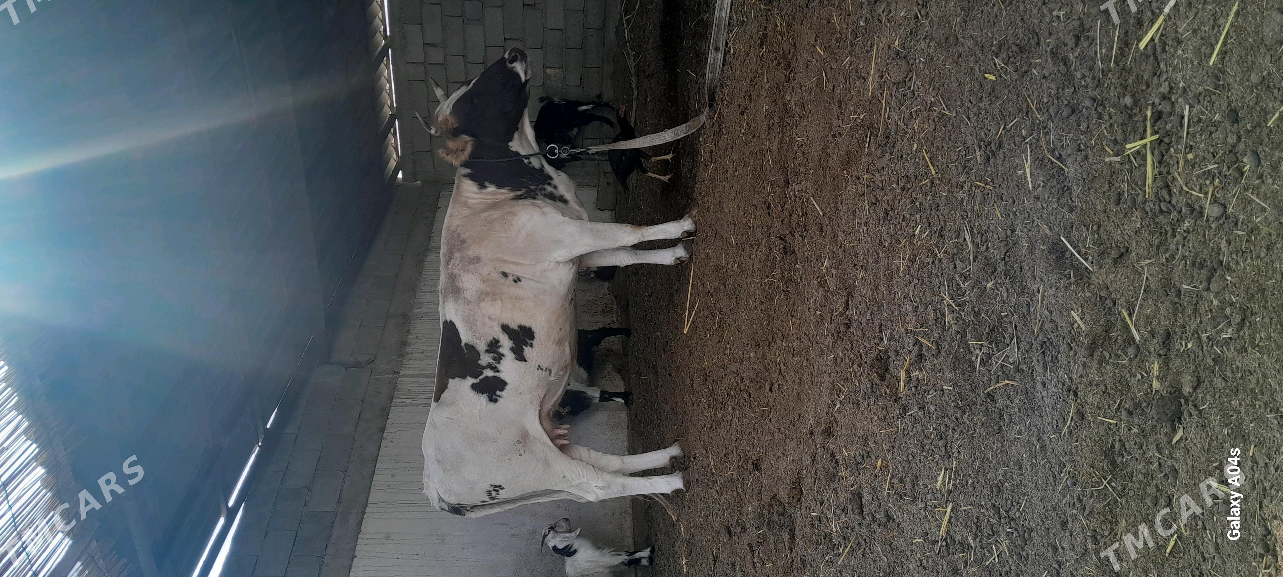 IKI GUZLAN BAKYLAN SYGYR - Gökdepe - img 3