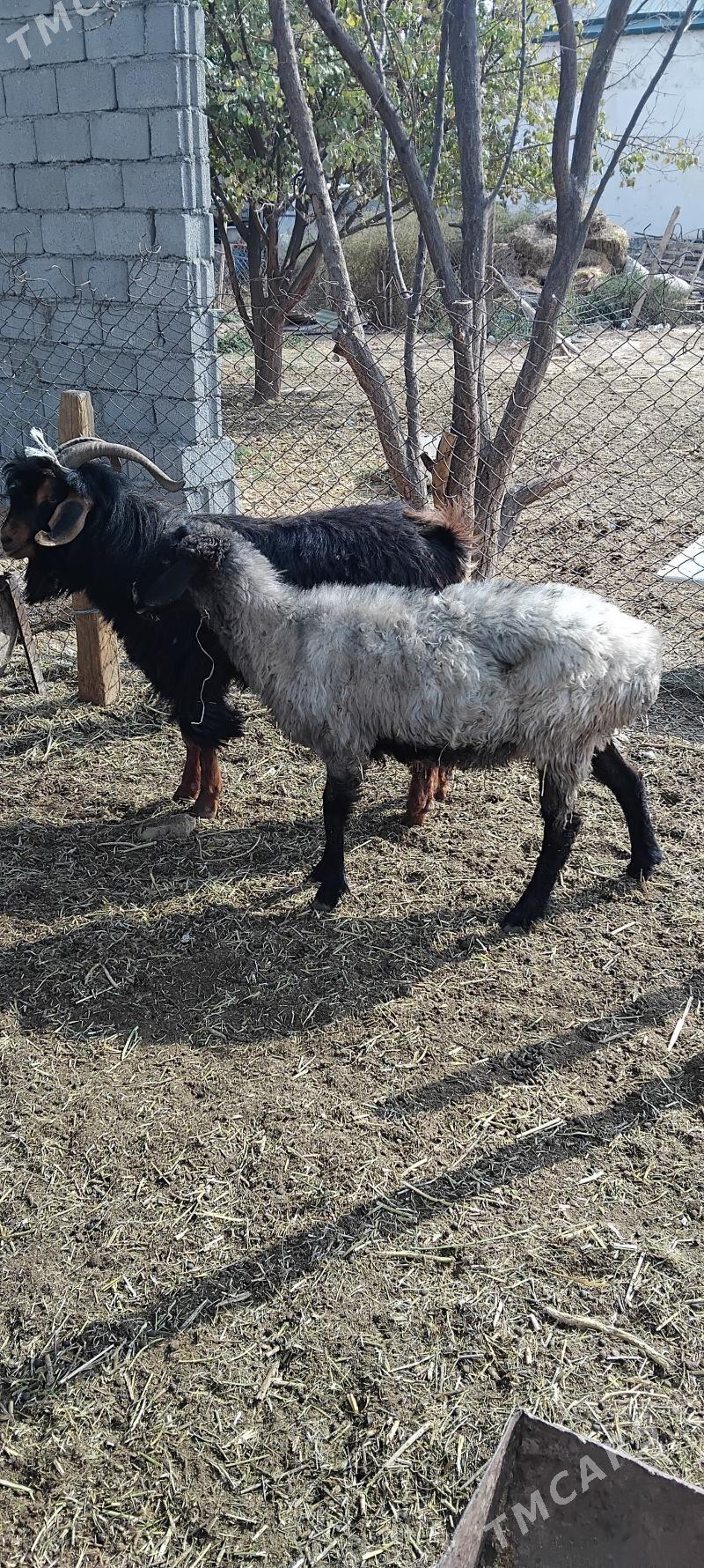 Teke ve gysyr goýun - Garadamak - img 2