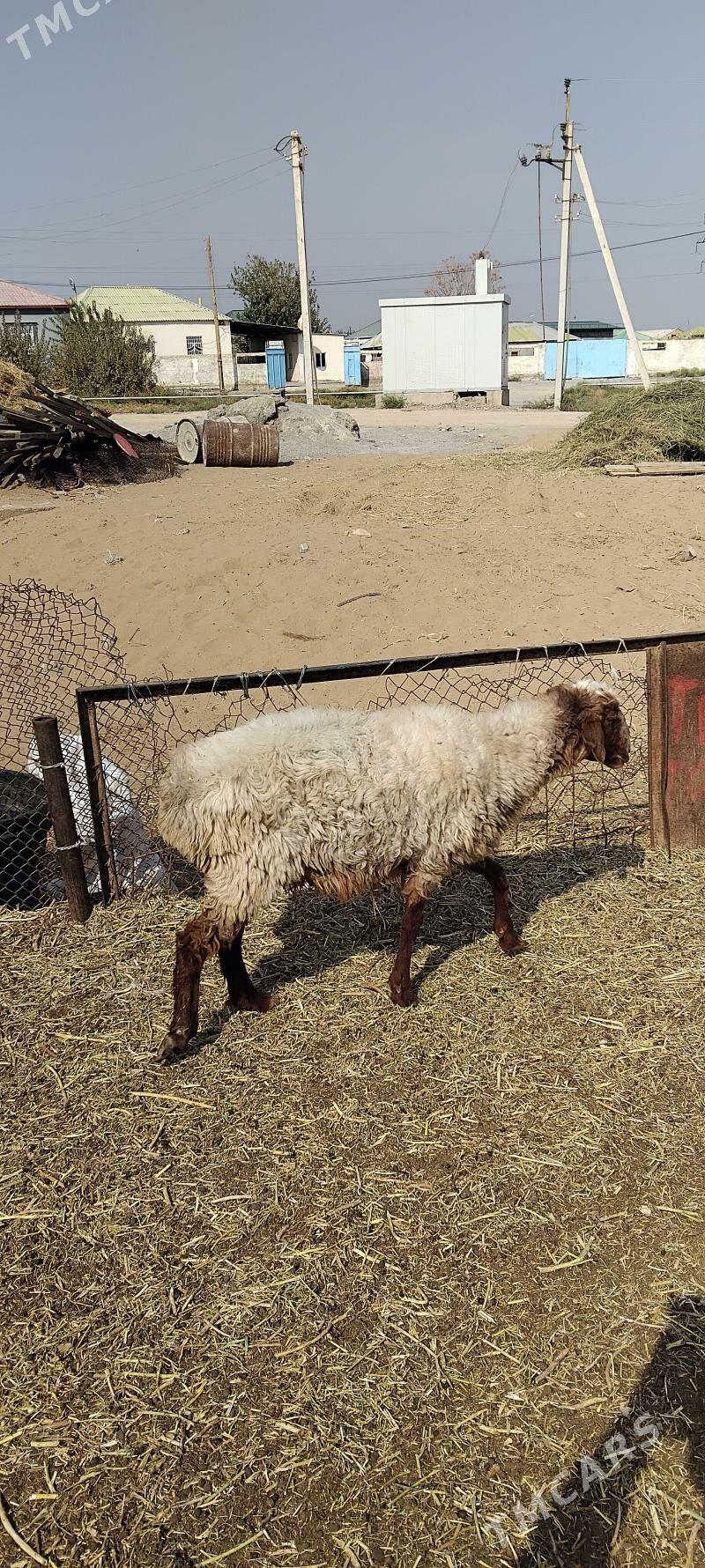 Teke ve gysyr goýun - Garadamak - img 3