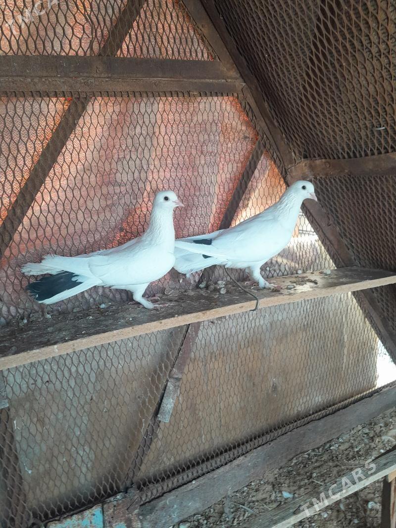 Kepderi. - Mary - img 4