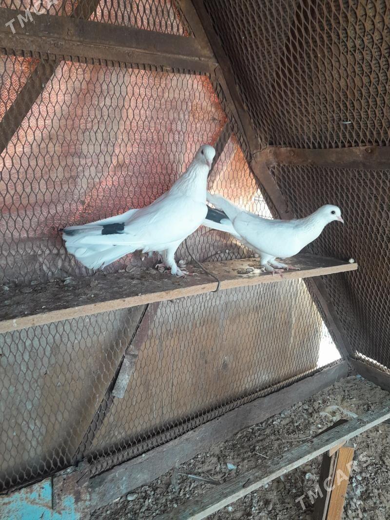 Kepderi. - Mary - img 6