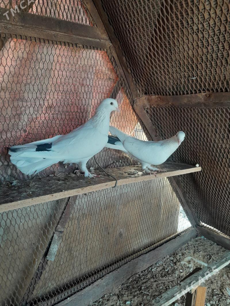 Kepderi. - Mary - img 5