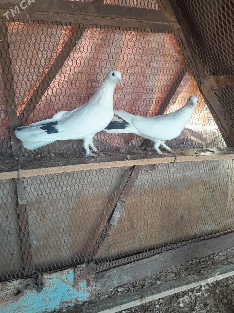 Kepderi. - Mary - img 3