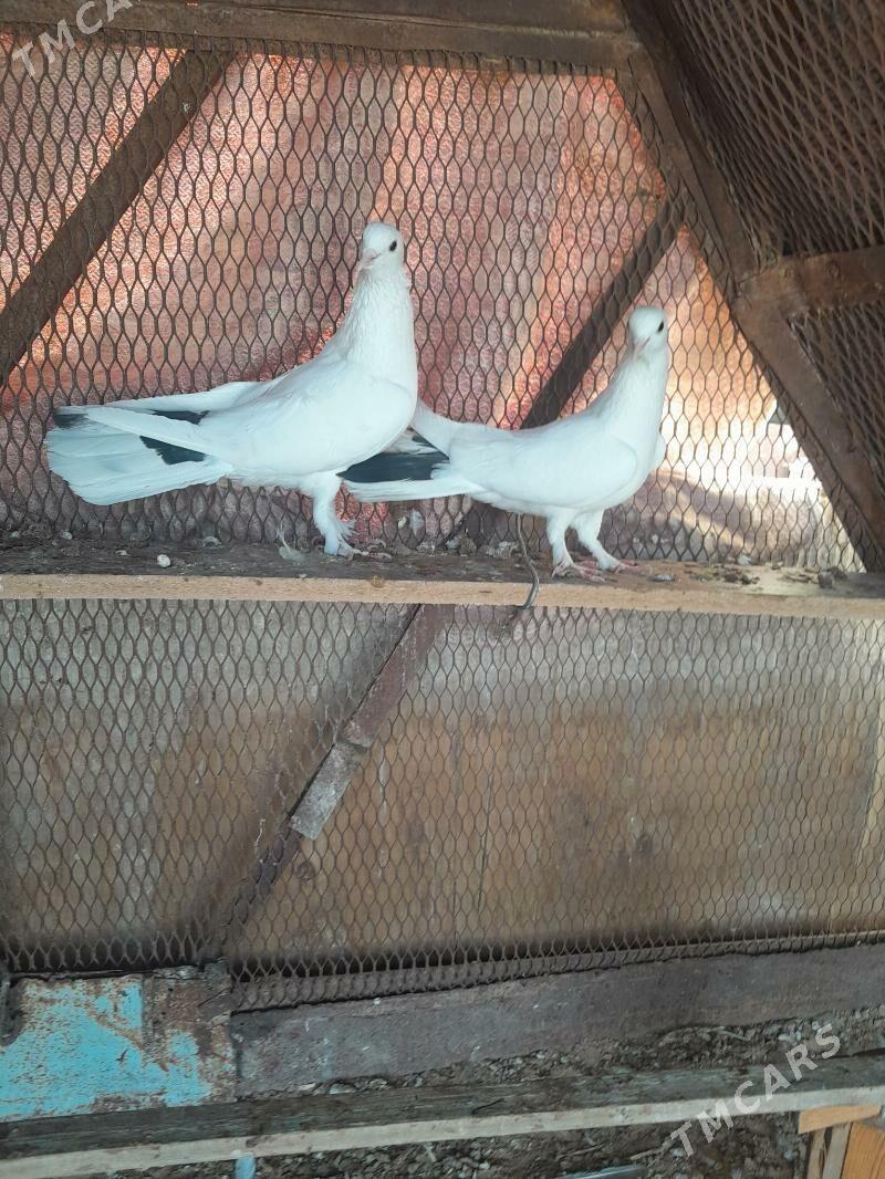 Kepderi. - Mary - img 2