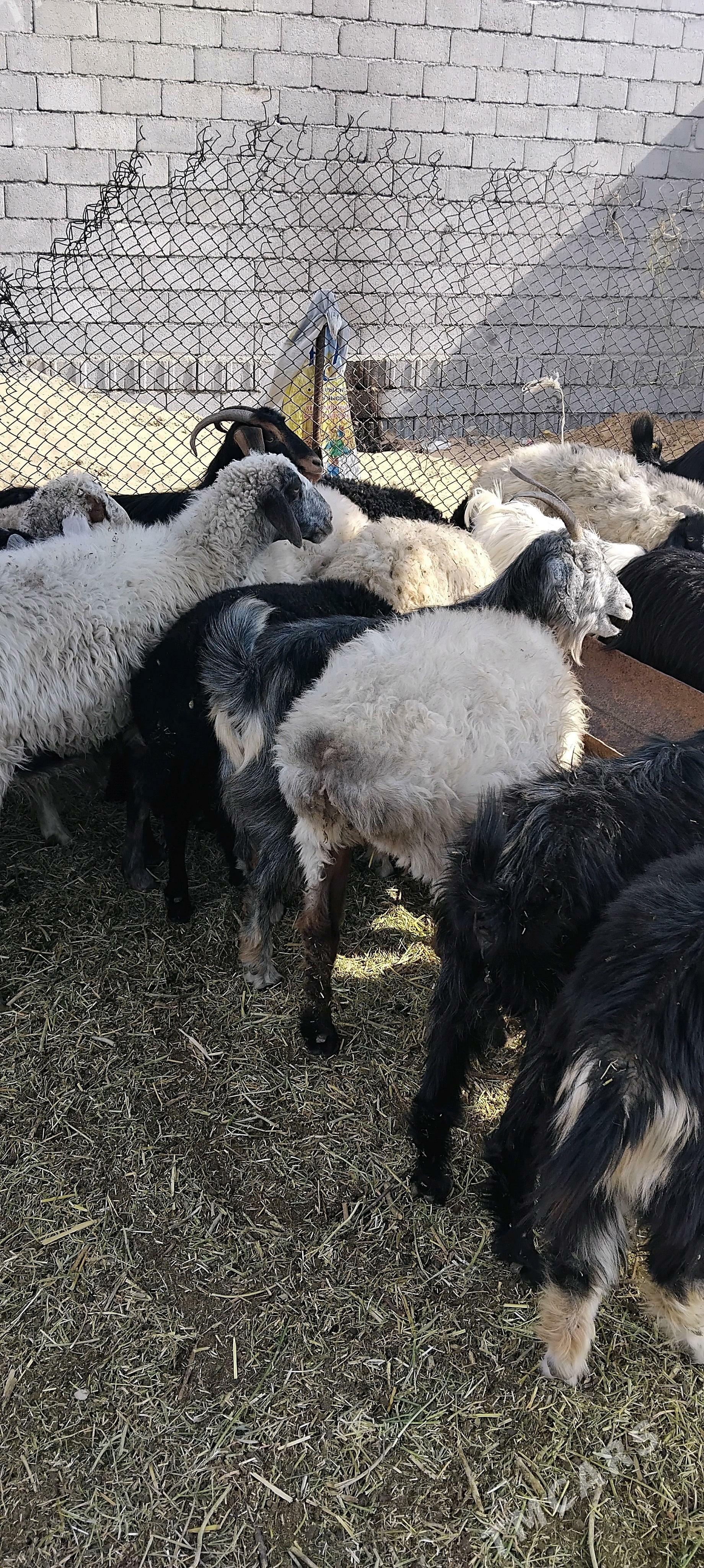 Teke ve gysyr goýun - Garadamak - img 5