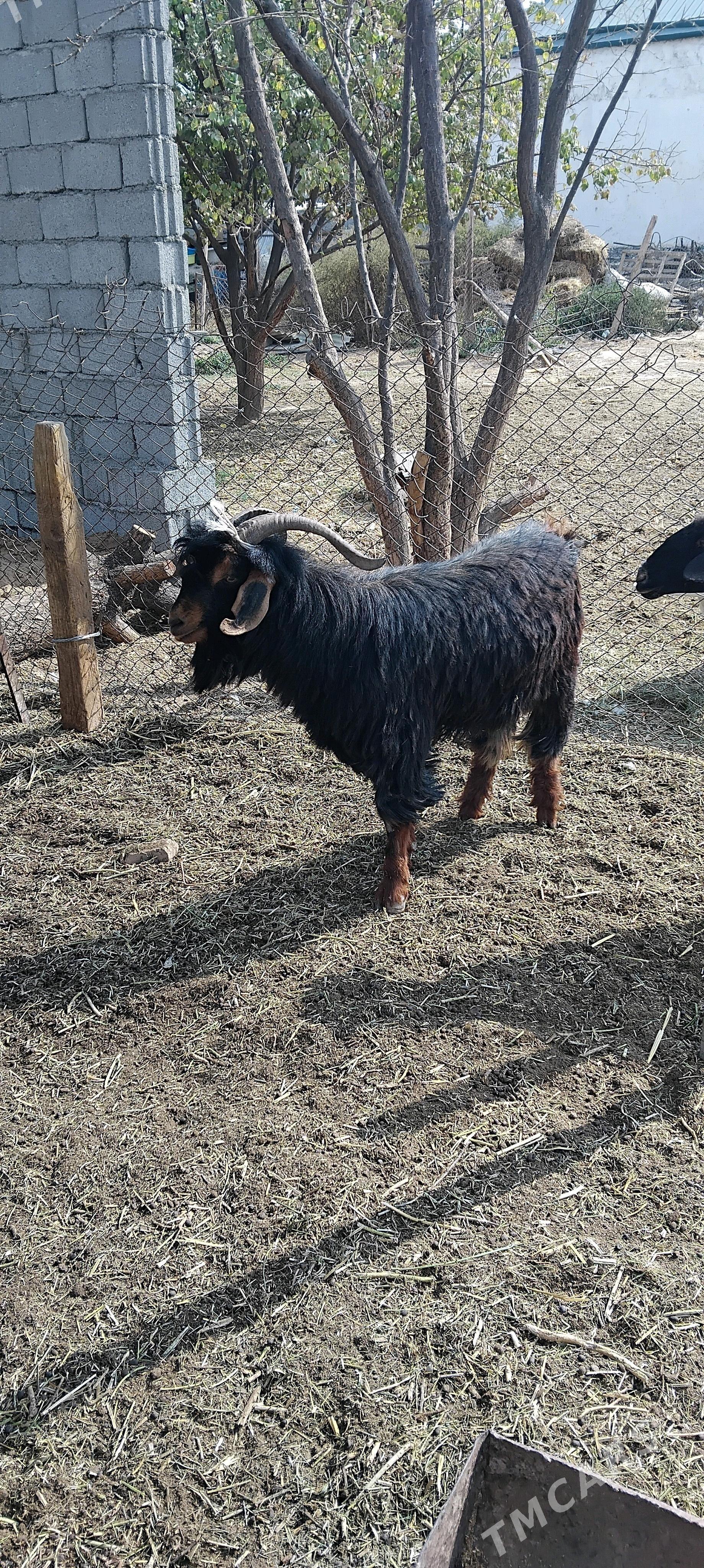 Teke ve gysyr goýun - Garadamak - img 4