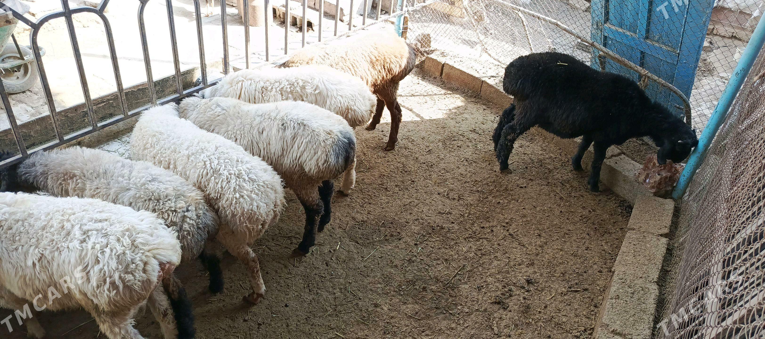 Goyun - Hitrowka - img 4