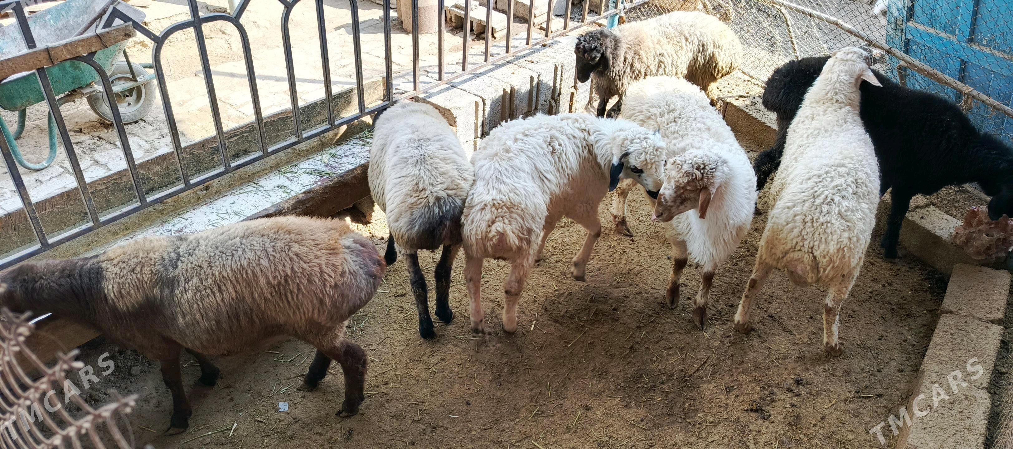 Goyun - Hitrowka - img 1