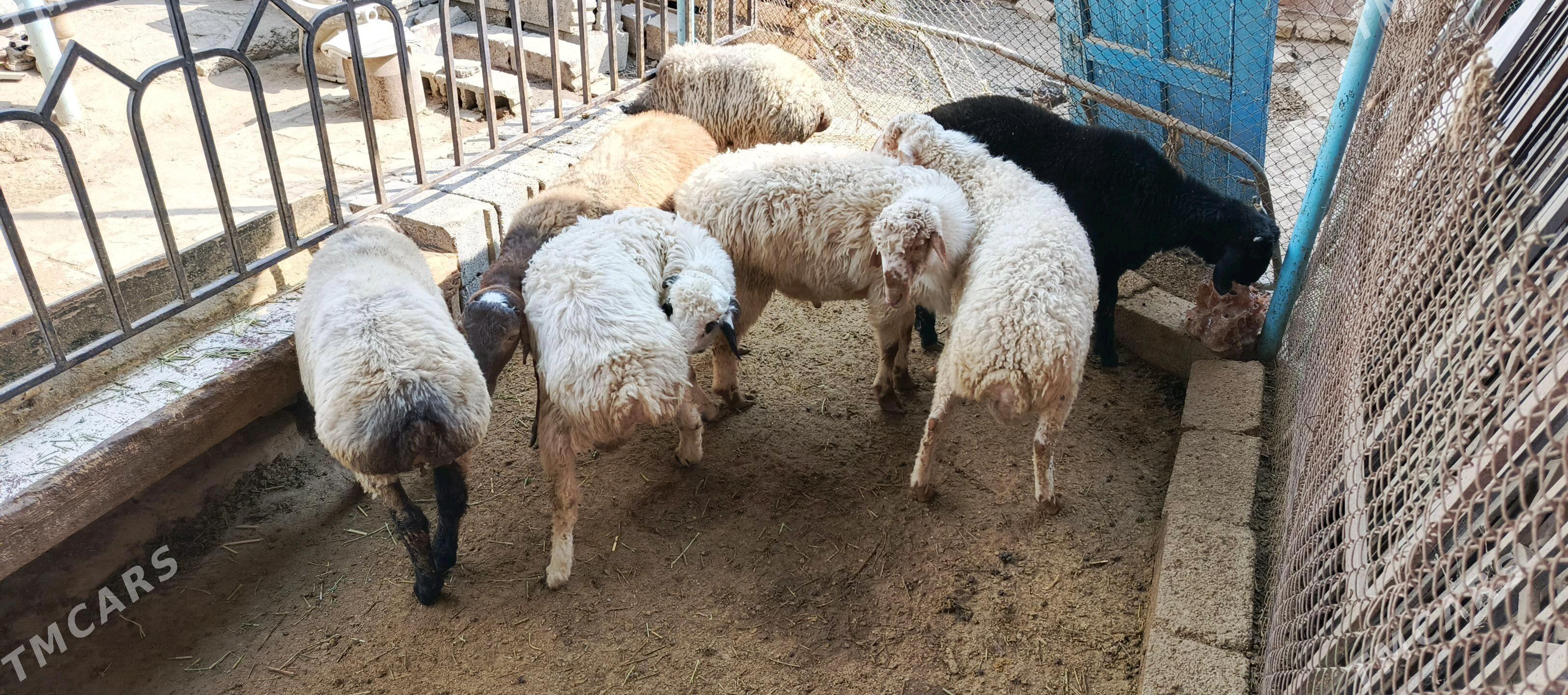 Goyun - Hitrowka - img 6