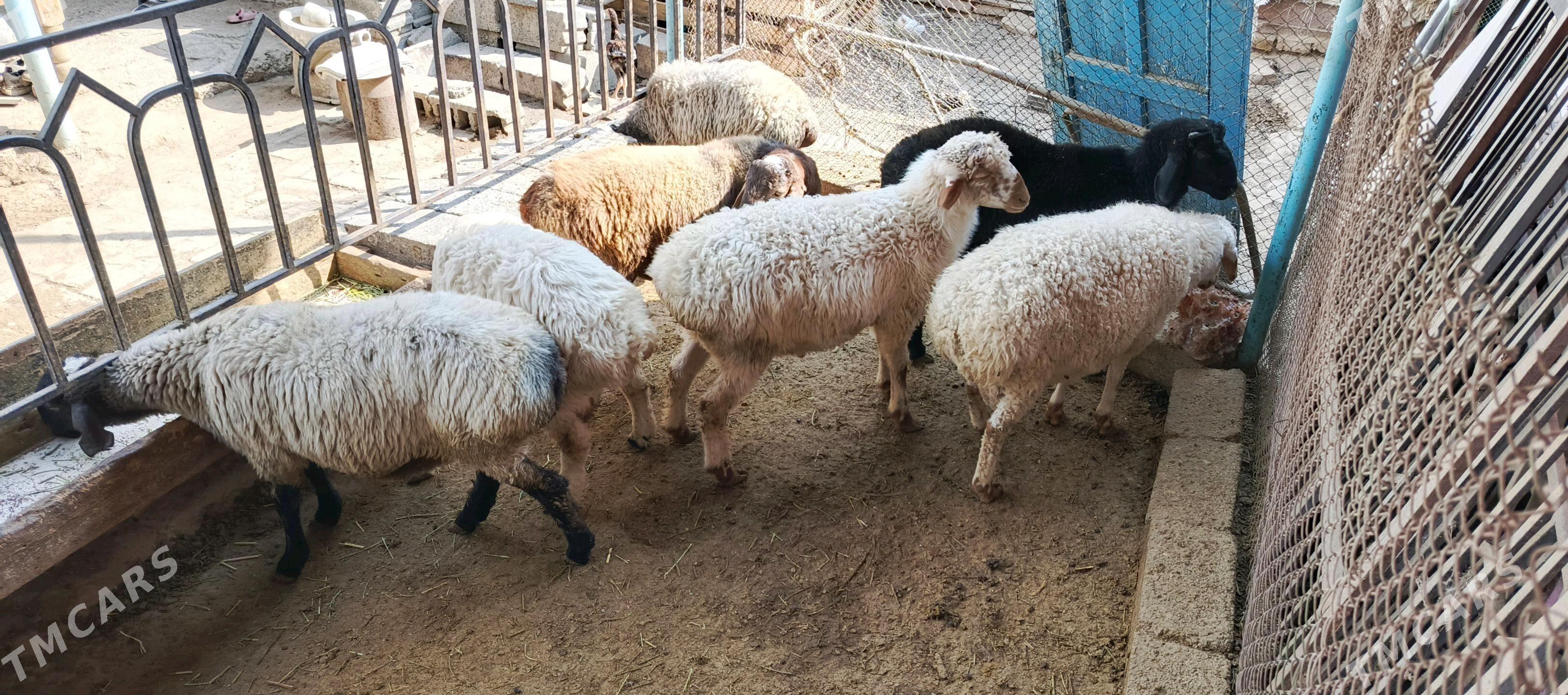 Goyun - Hitrowka - img 2