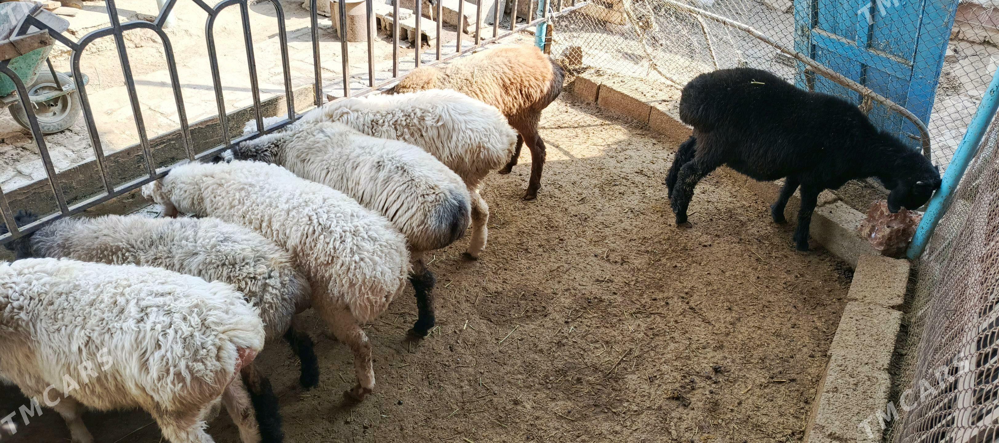 Goyun - Hitrowka - img 7