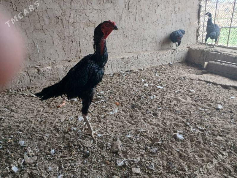 Horaz towuk - Мары - img 3