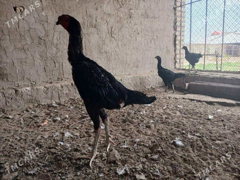 Horaz towuk - Мары - img 2