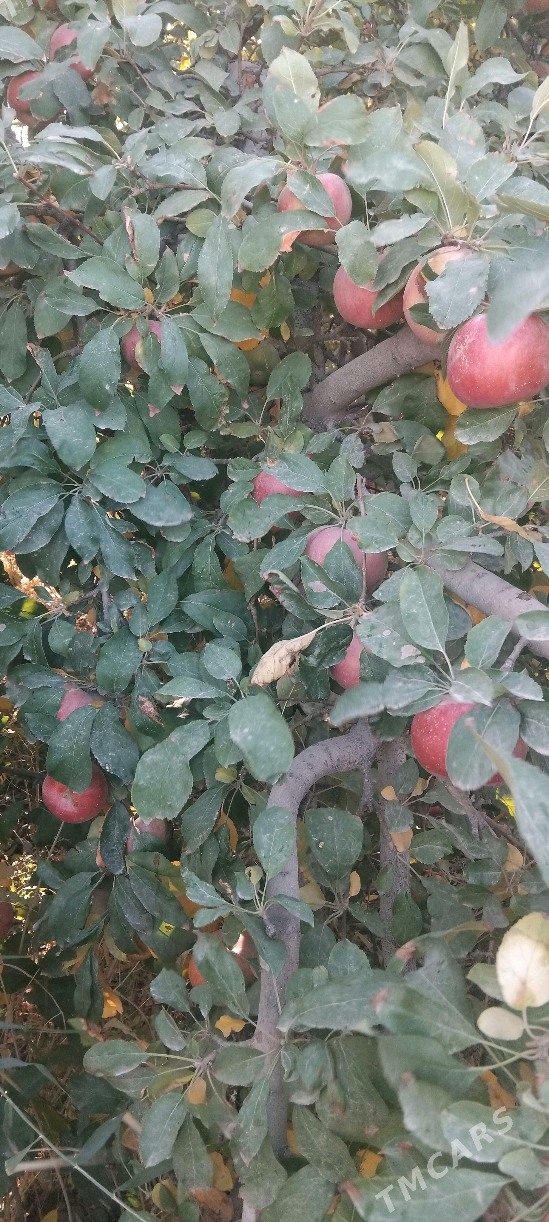 Alma - Görogly (Tagta) - img 2