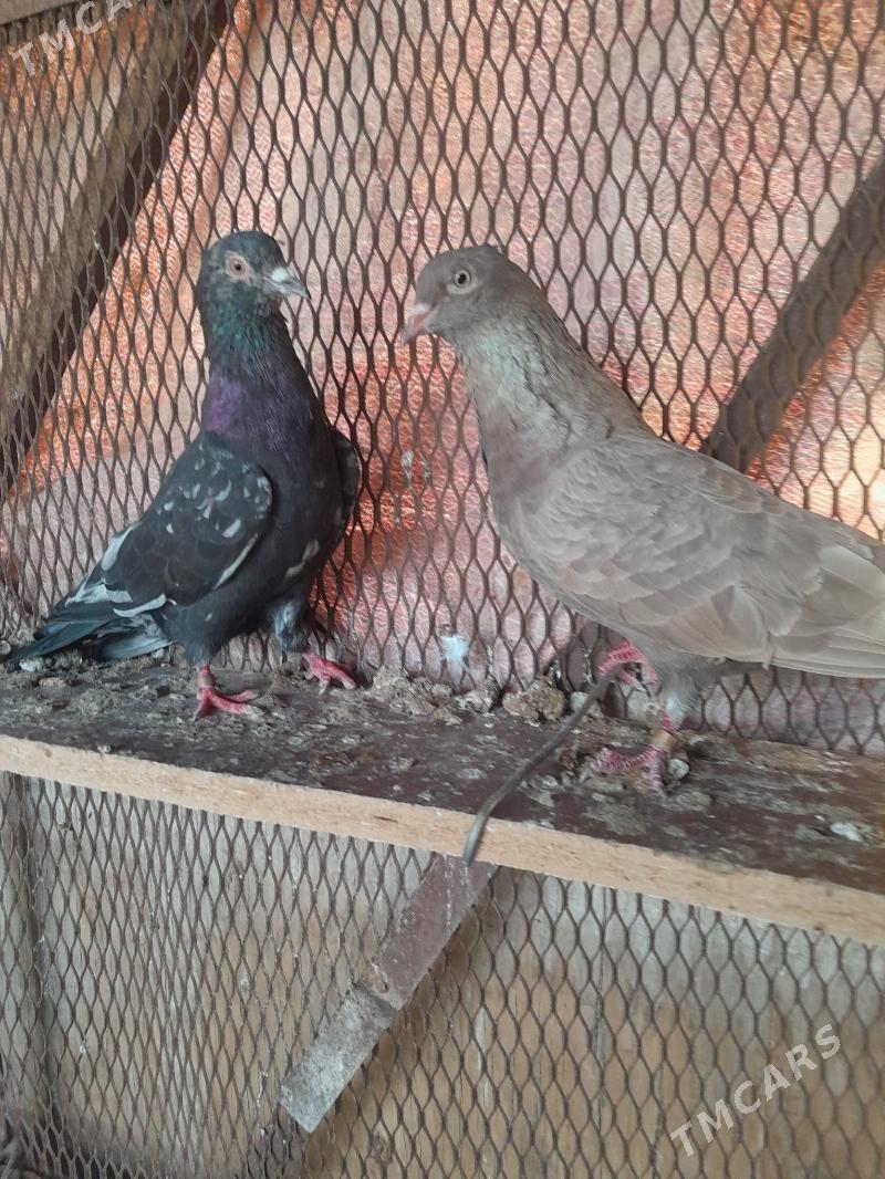 Kepderi. - Mary - img 6