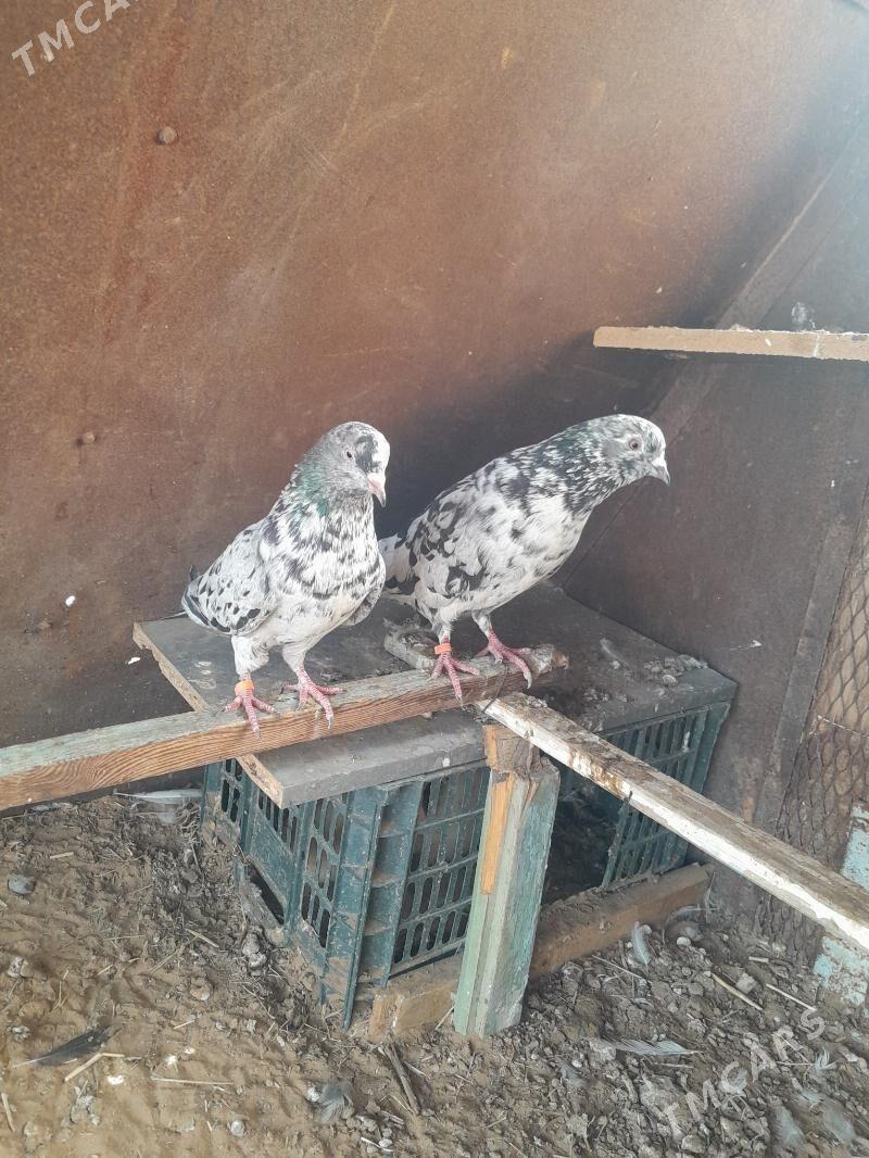 Kepderi. - Mary - img 3