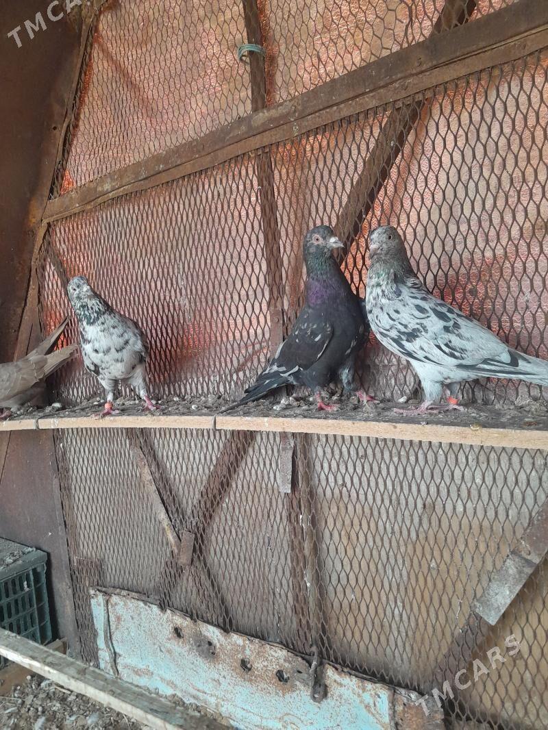 Kepderi. - Mary - img 8