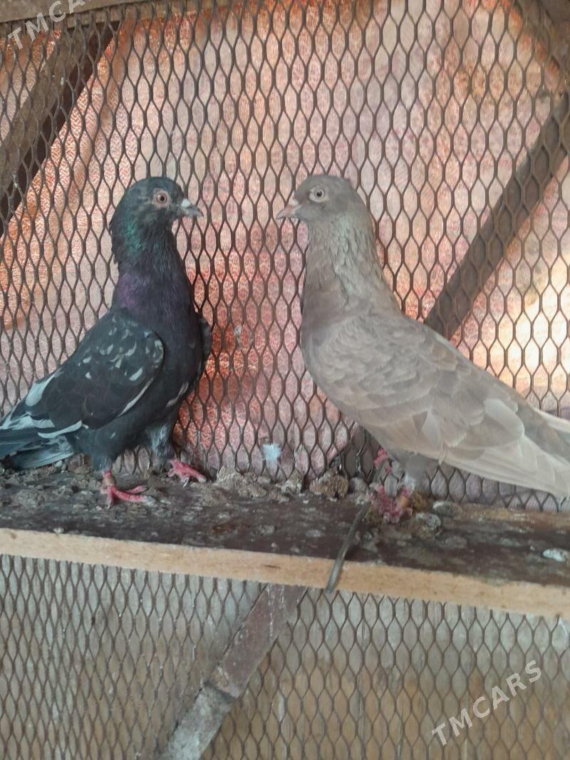 Kepderi. - Mary - img 5