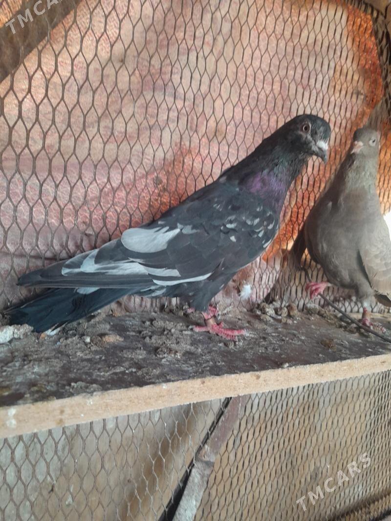 Kepderi. - Mary - img 2