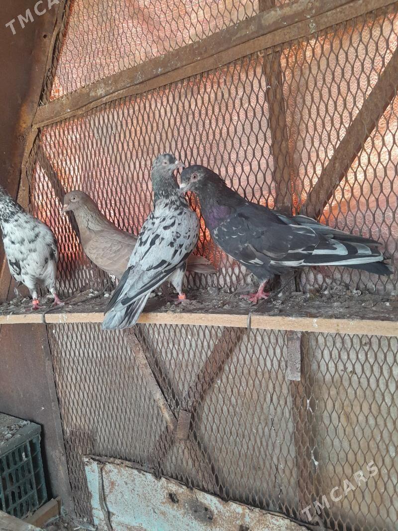 Kepderi. - Mary - img 9