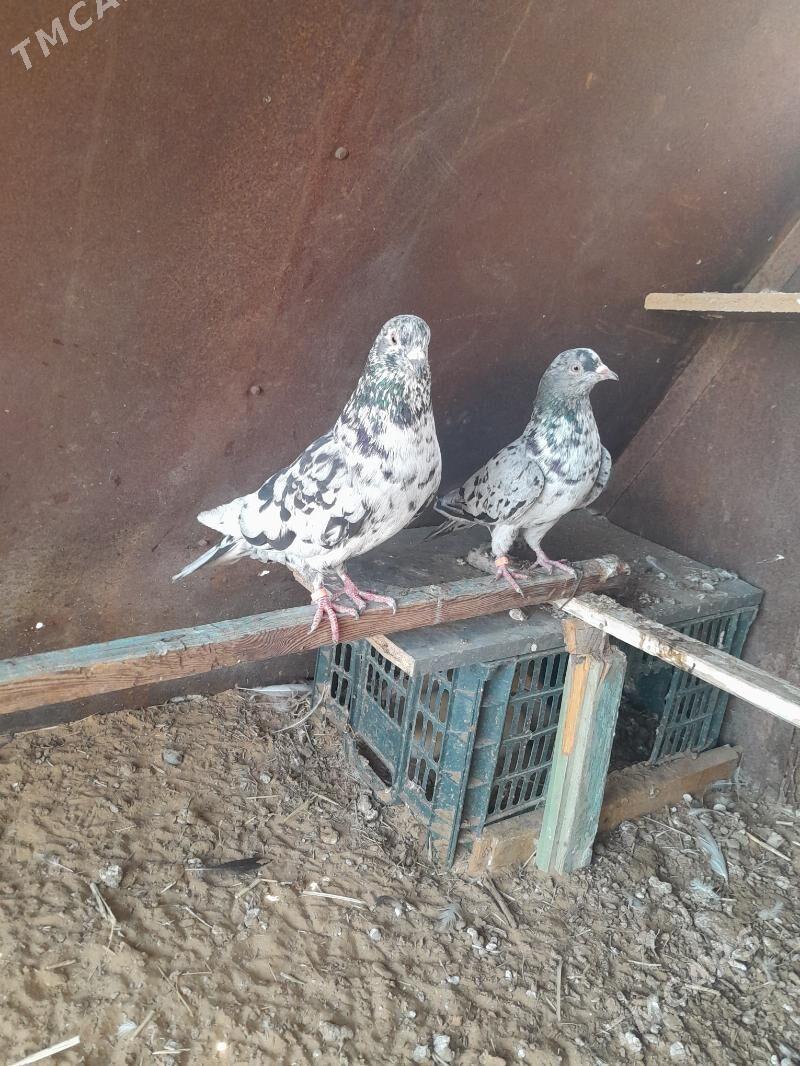 Kepderi. - Mary - img 4