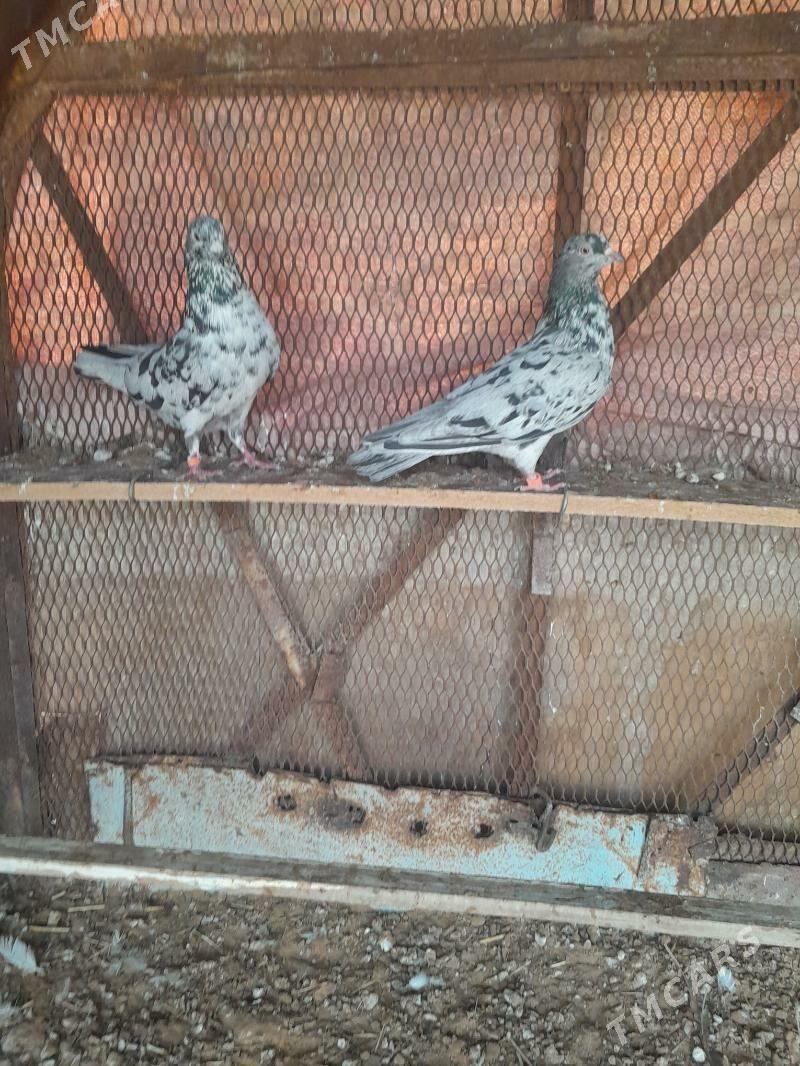 Kepderi. - Mary - img 7