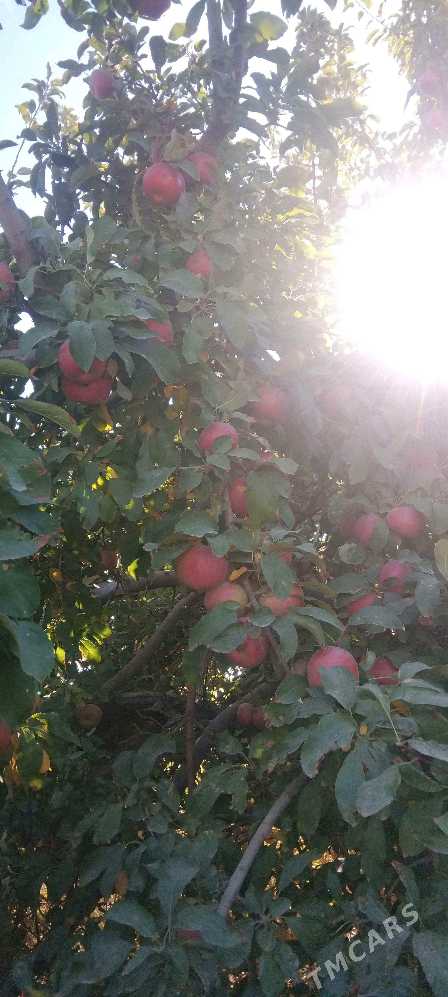 Alma - Görogly (Tagta) - img 1