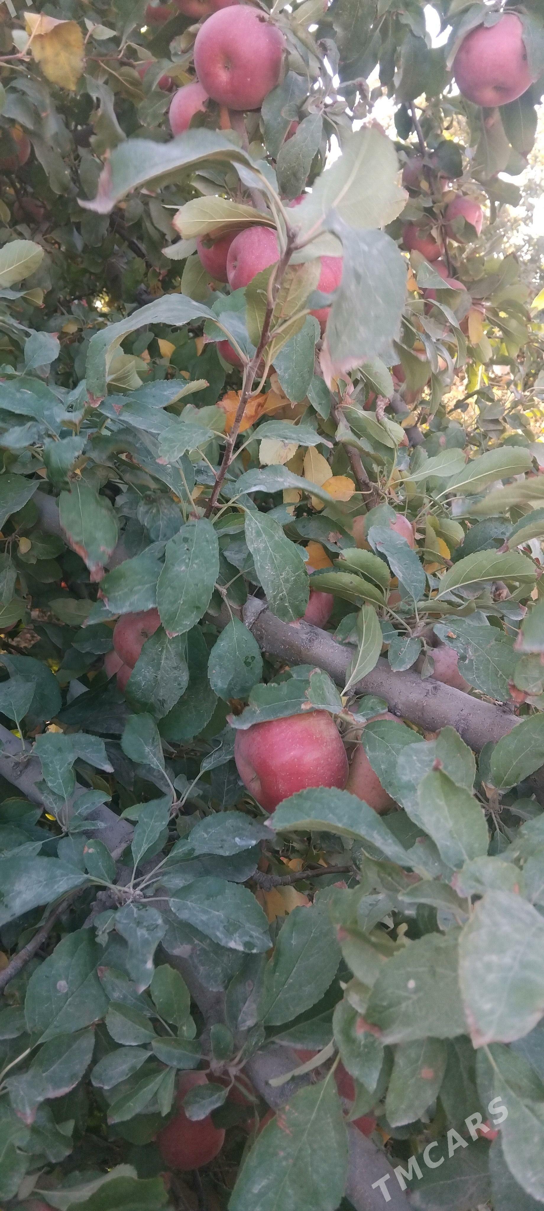 Alma - Görogly (Tagta) - img 3