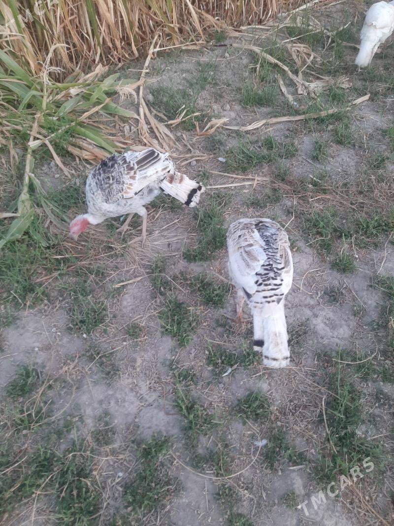 induk - Dänew - img 3