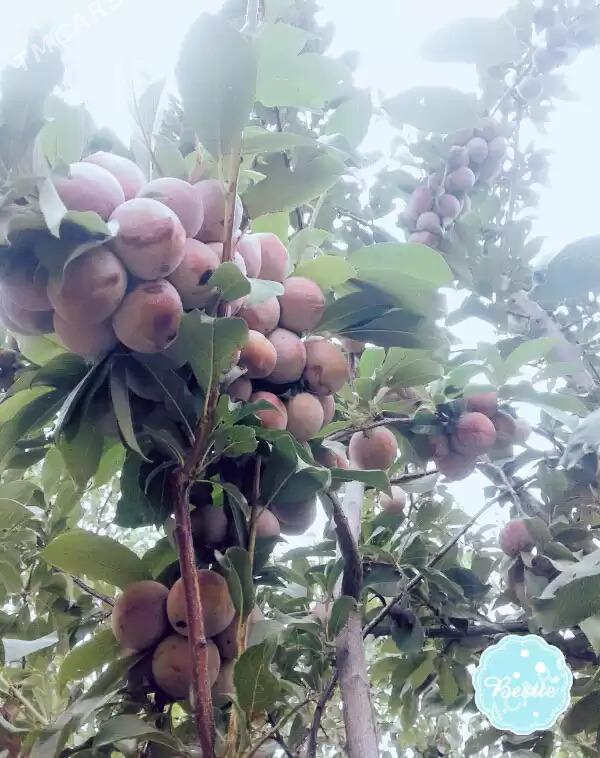 нахалча. читил - Aşgabat - img 1