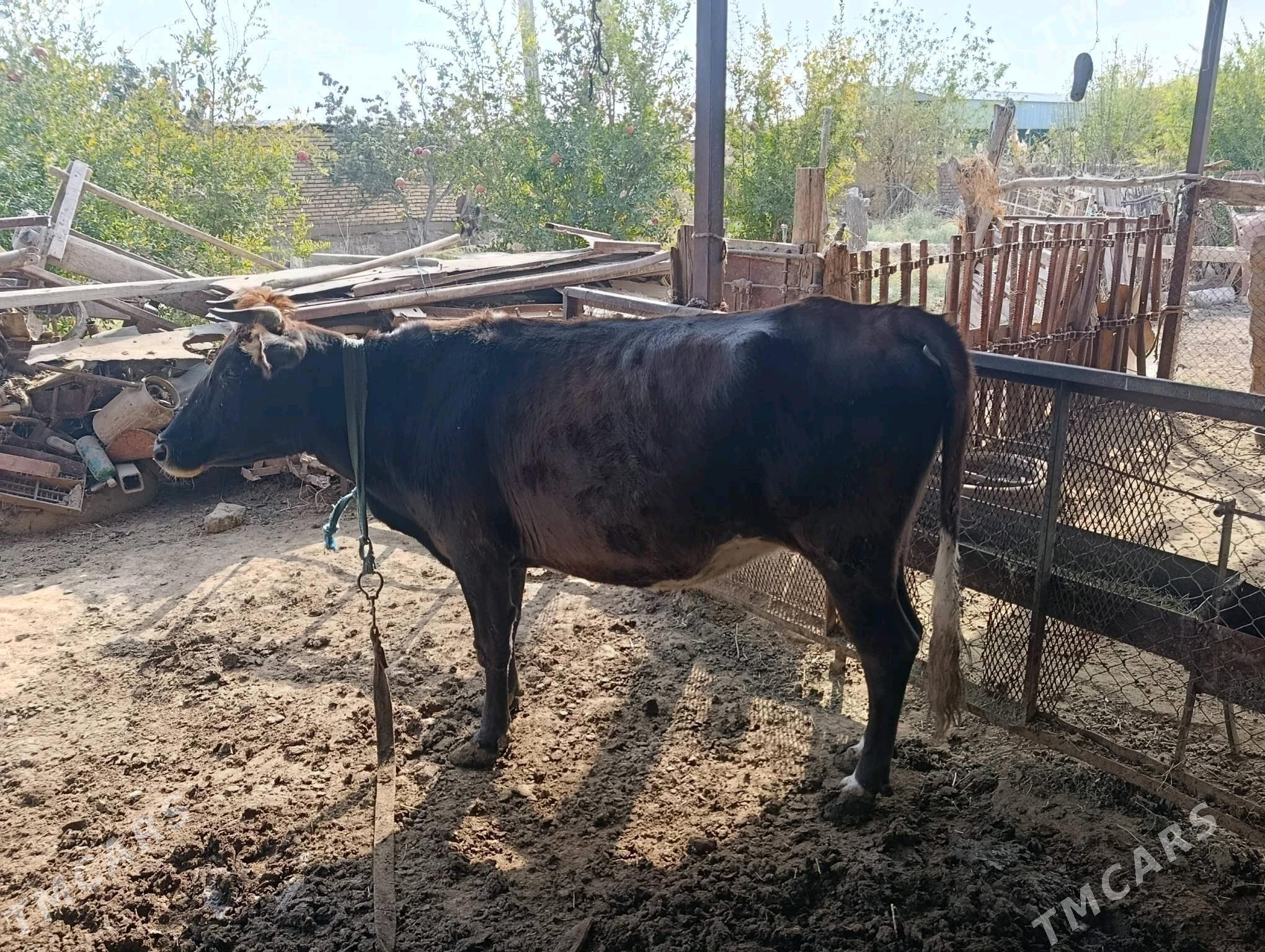 Ökiz ve sygyr - Tejen - img 2