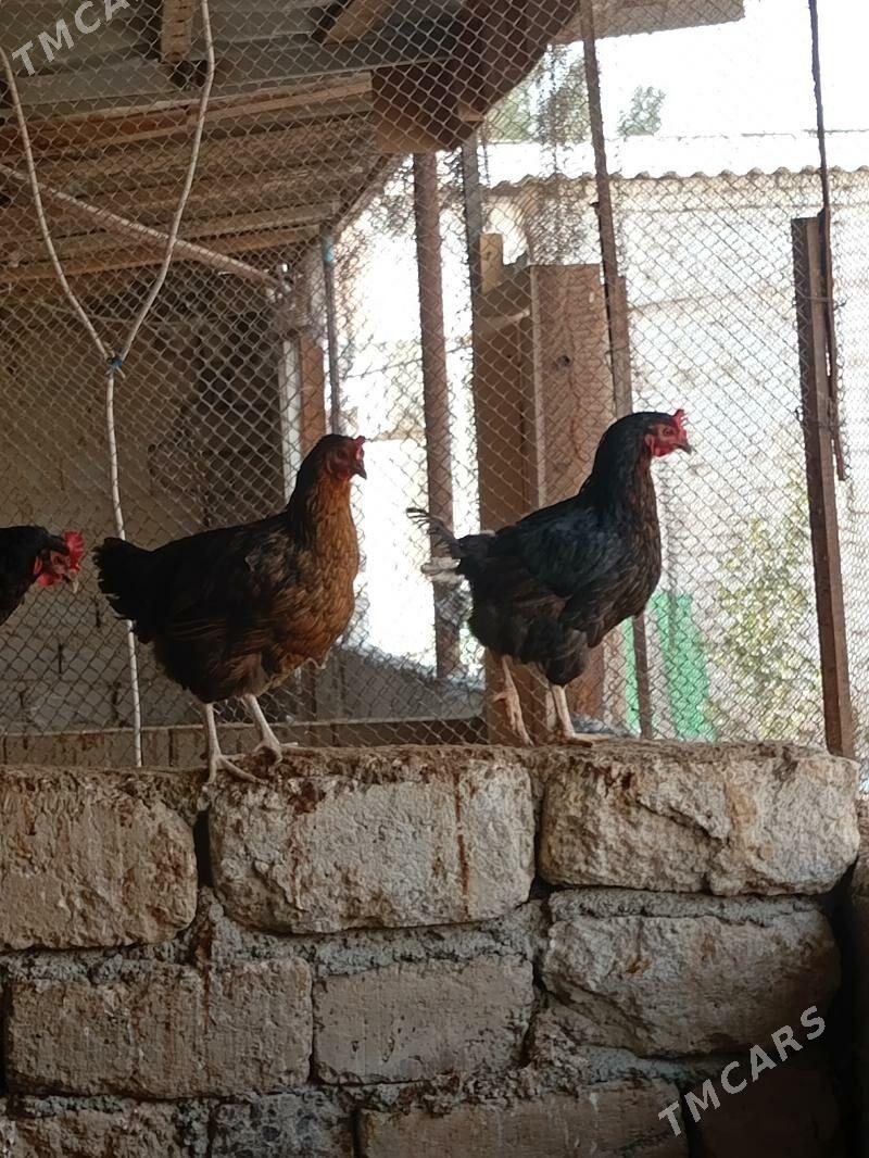 TAKS paroda - Ашхабад - img 3