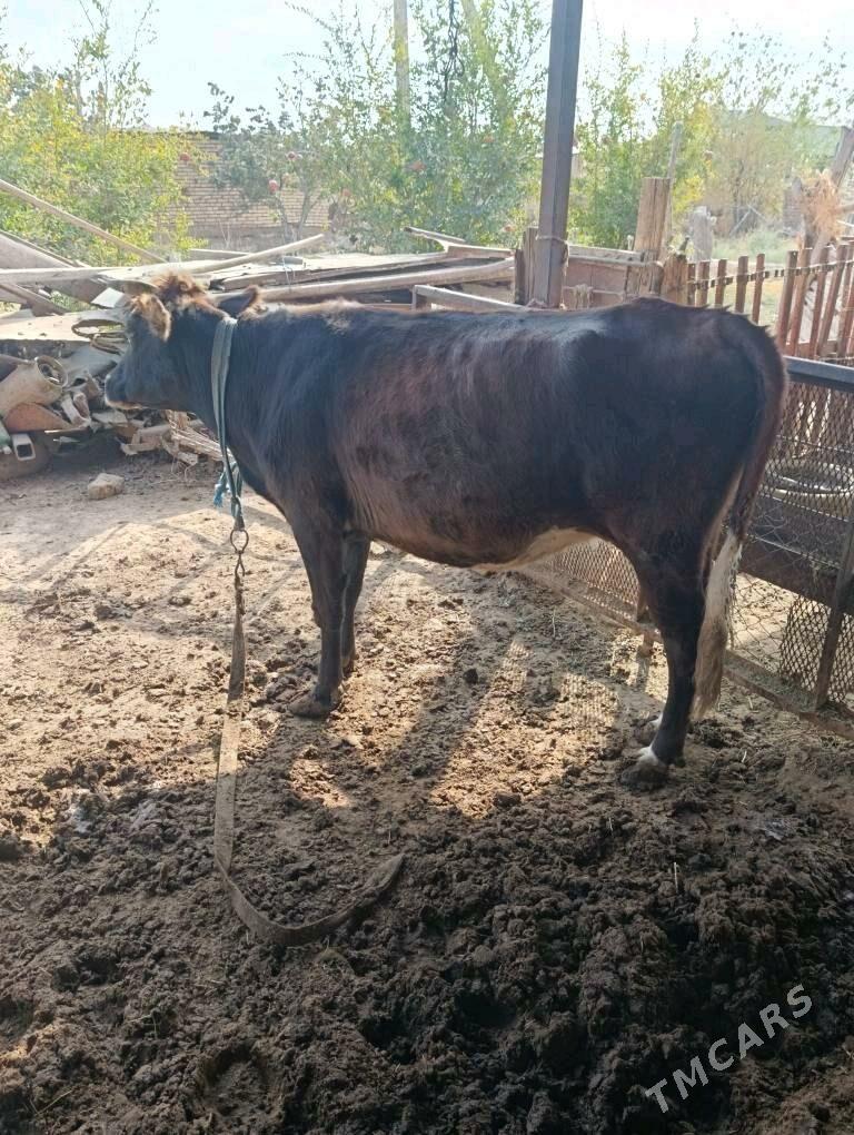 Ökiz ve sygyr - Tejen - img 3