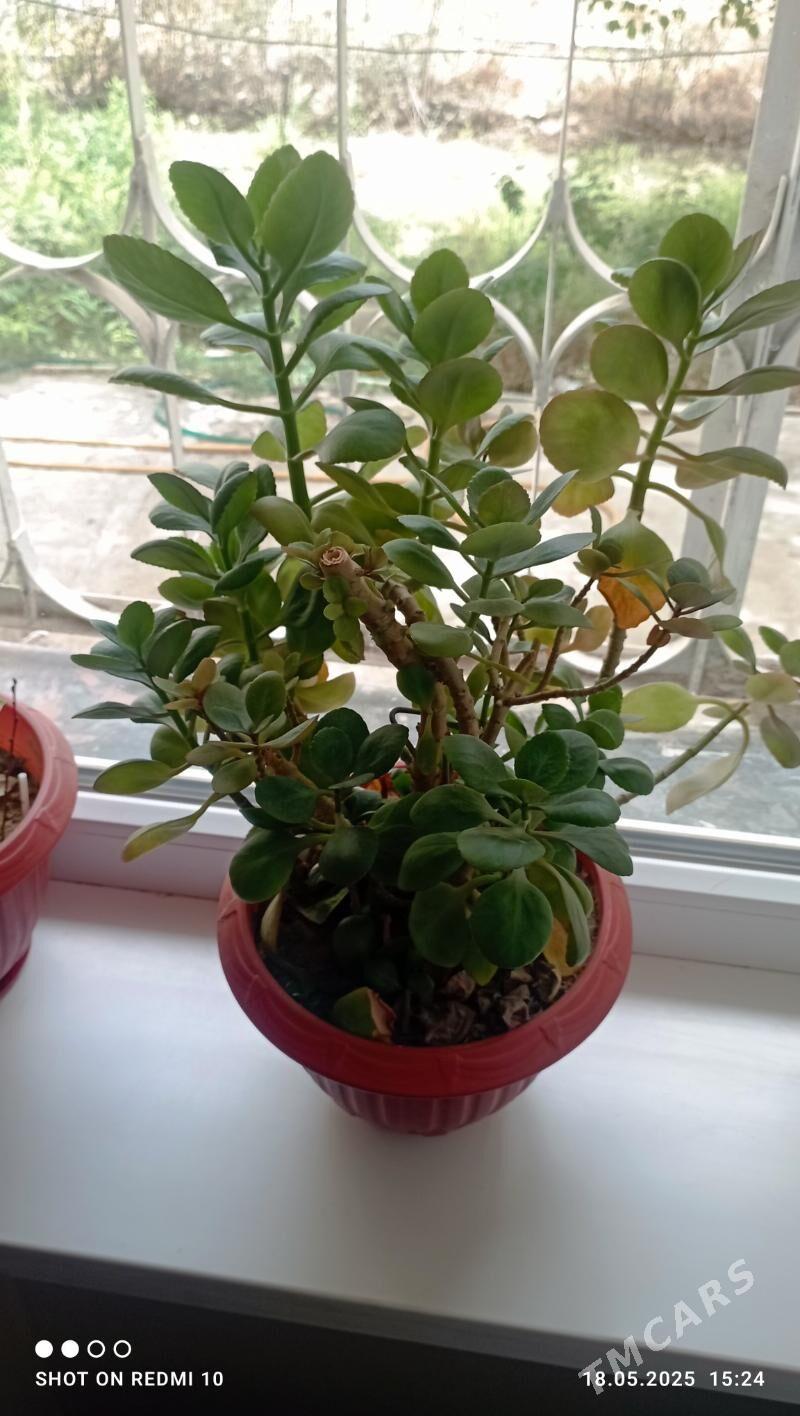 ЦветЫ - 9 mkr - img 1